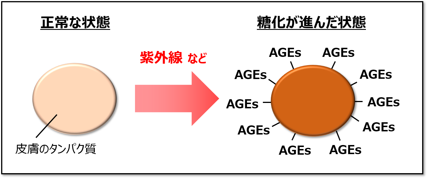 5分で分かる皮膚科学 肌の糖化とは 研究者が分かりやすく解説 Natsunatsu Blog